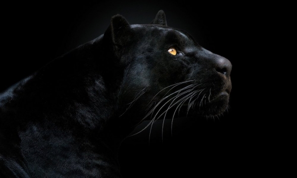 Panther Protocol привлек 8 миллионов долларов для разработки решения конфиденциальности DeFi