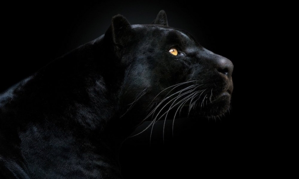 Panther привлекает 22 миллиона долларов в 1,5-часовой публичной продаже
