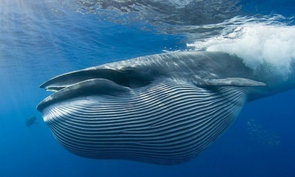 Крупнейшие в мире Ethereum-киты накапливают Aave