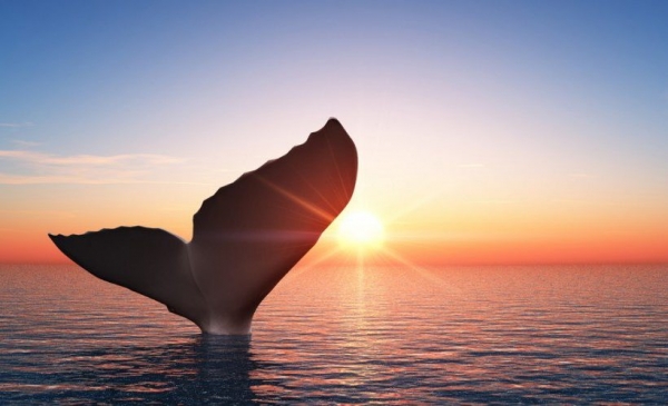 Число биткоин-китов достигло исторического максимума