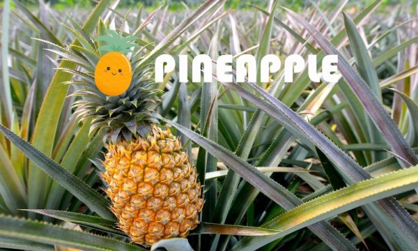 Pineapple Coin официально развернут на Binance Smart Chain